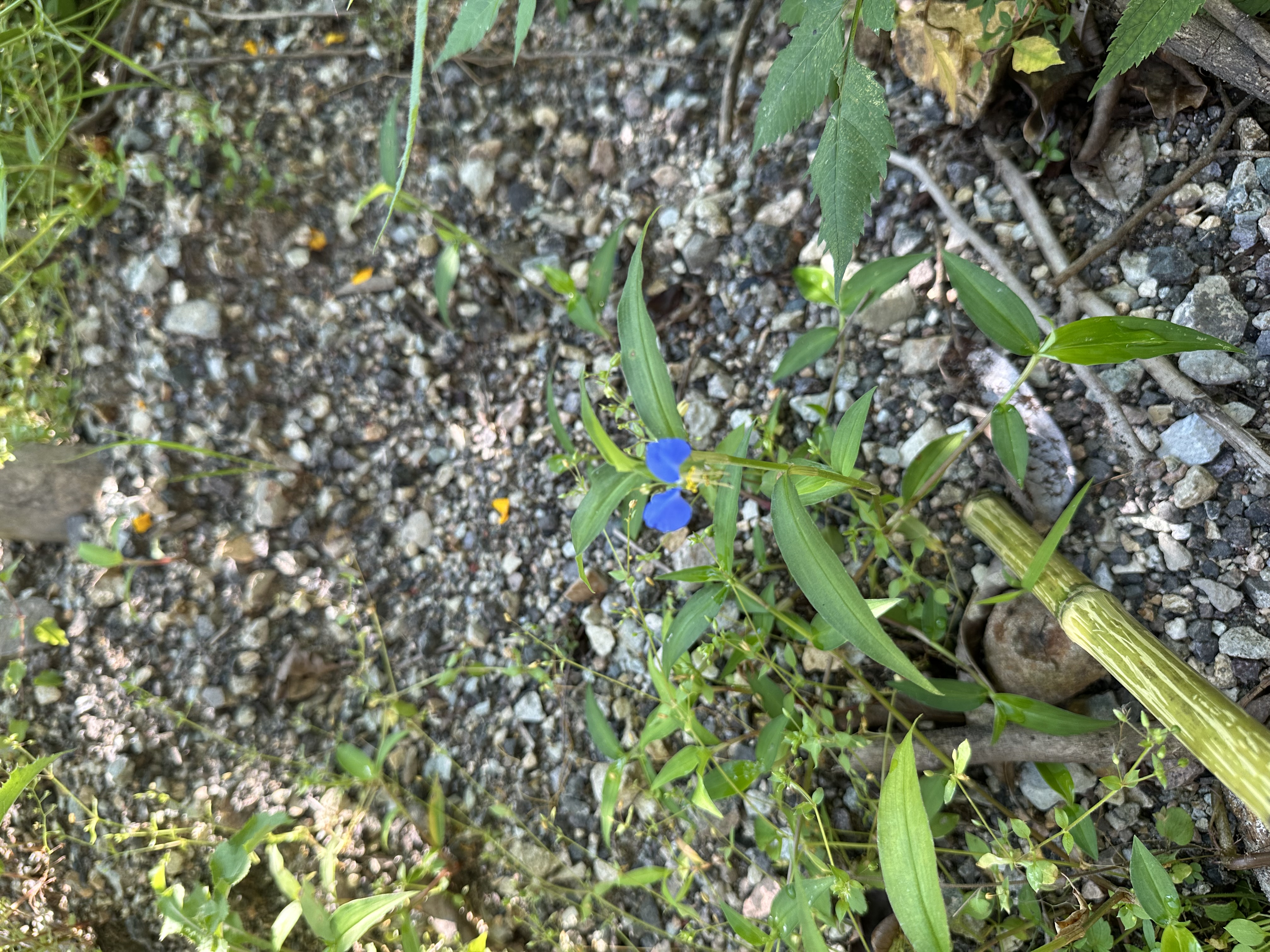 IMG_8611.jpeg