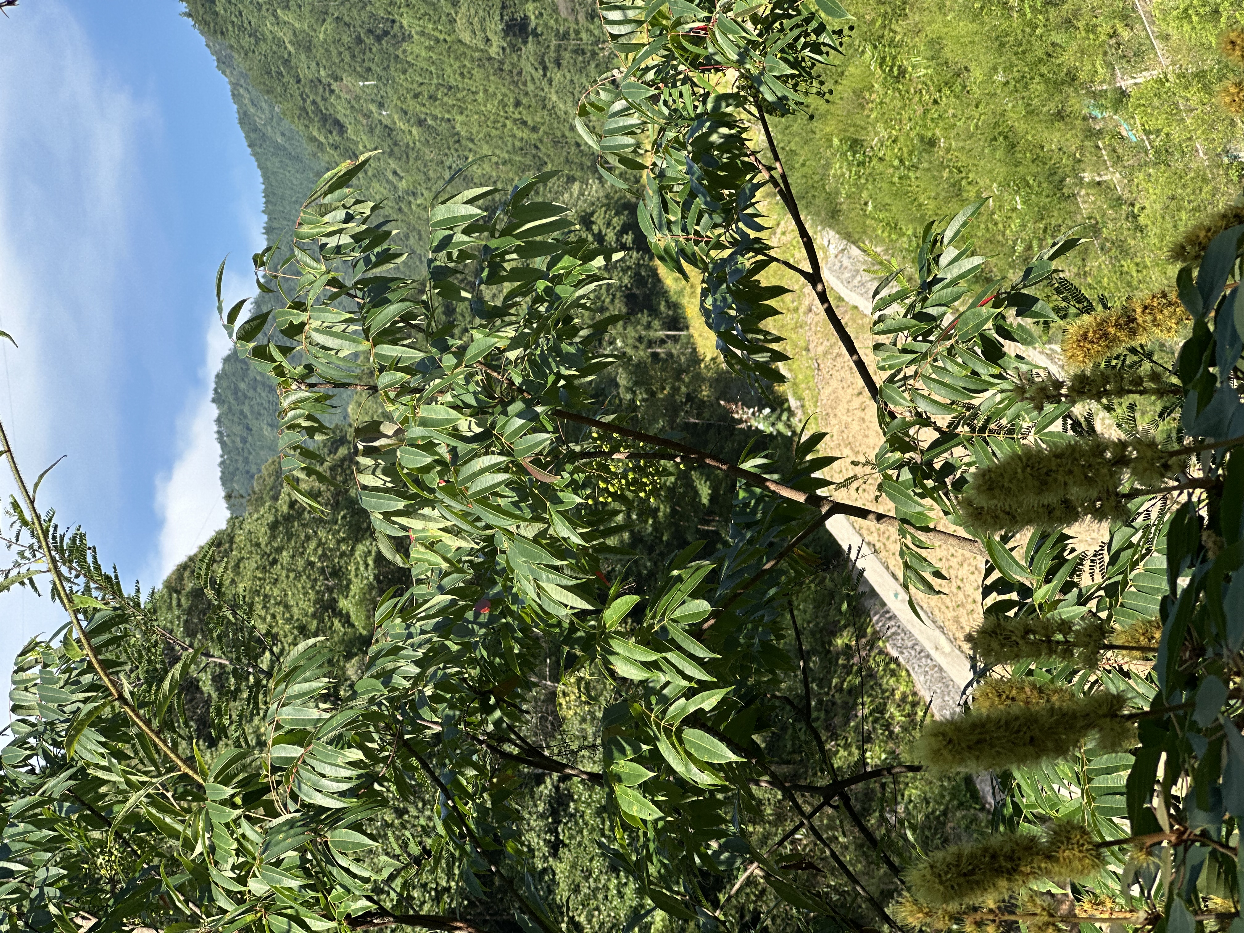 77250478305__ED6568DA-7010-415A-9BD7-FE09F05299F0.jpeg