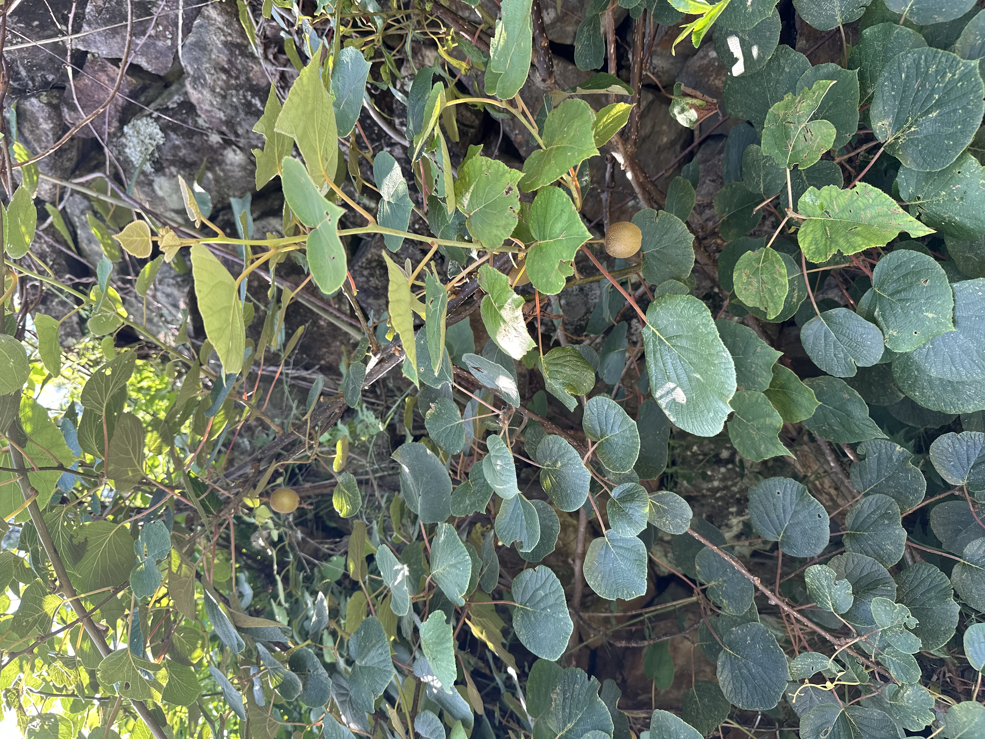 77244520277__33E7D8C6-F196-426E-8825-57A3F26D6D93.jpeg