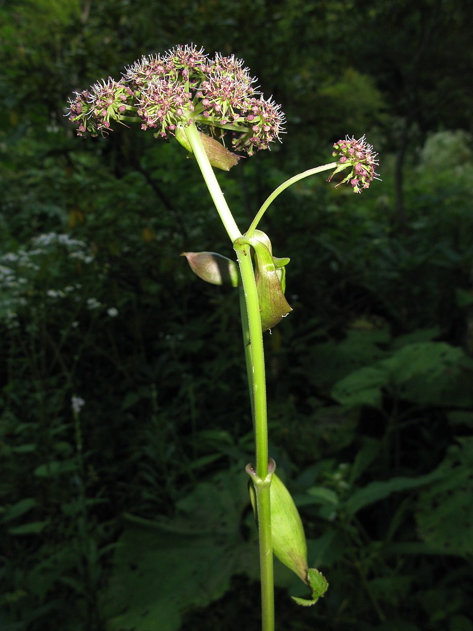 960px-Angelica_decursiva_4 紫花前胡.jpeg