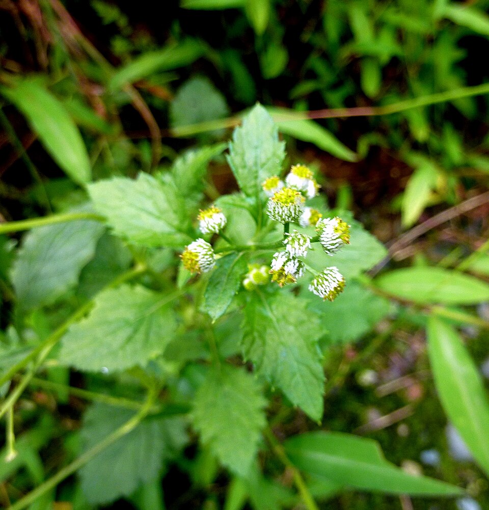 Dichrocephala_integrifolia-1魚眼草.JPG